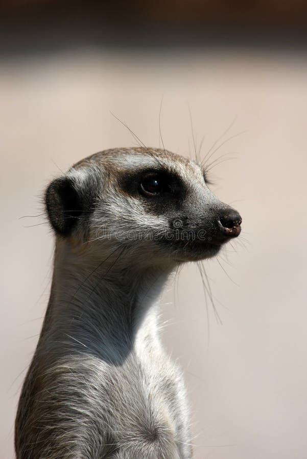 Meerkat