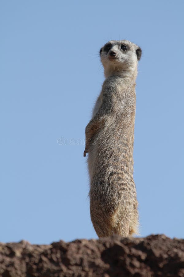 Meerkat