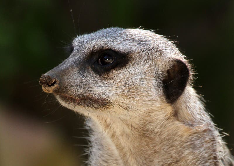 Meerkat