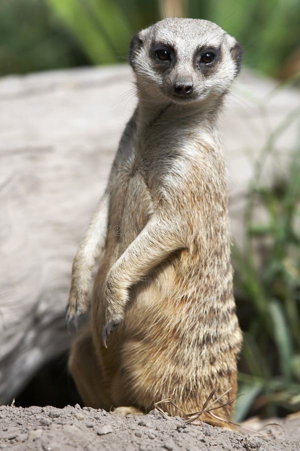 Meerkat