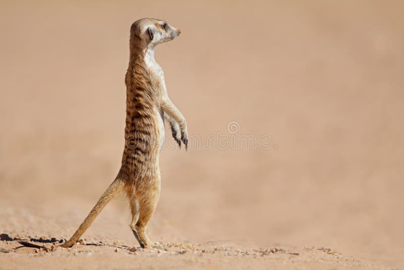 Alert meerkat Suricata suricatta standing on guard, Kalahari desert, South Africa. Alert meerkat Suricata suricatta standing on guard, Kalahari desert, South Africa