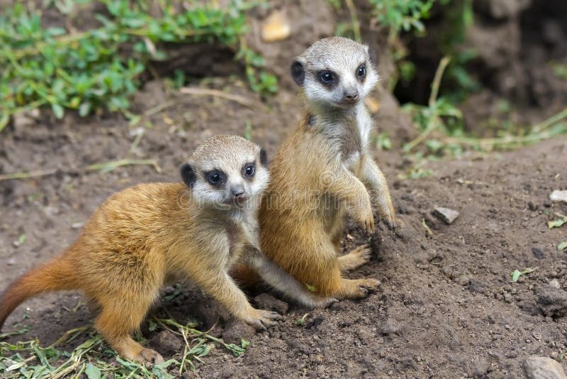 Meerkat babies