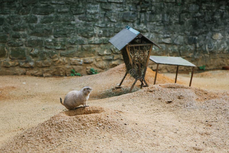 Meerkat or Cape ground squirrel or gopher. Desert mammal and small rodent and wild animal.