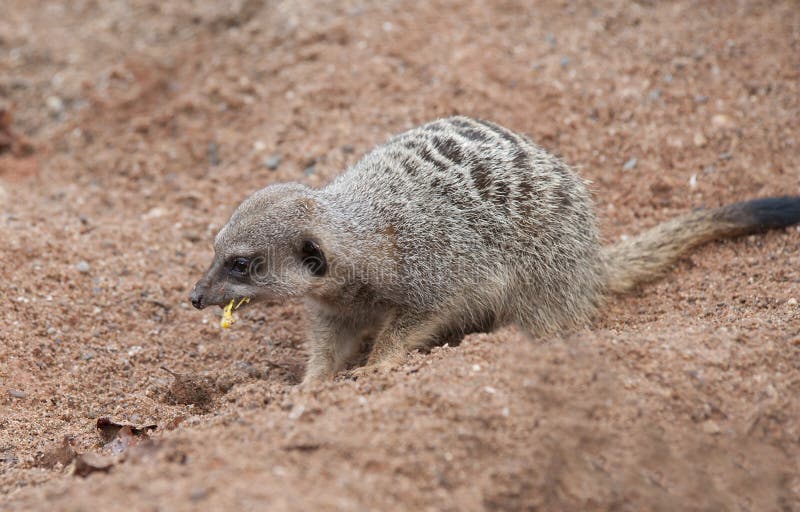 Meerkat Eating