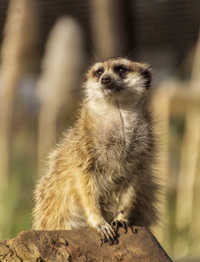 Meerkat Enjoying the Afternoon Sun. Stock Photo - Image of lookout, nature: 212413684 Meerkat Enjoying the Afternoon Sun. Stock Photo - Image of lookout, nature: 212413684