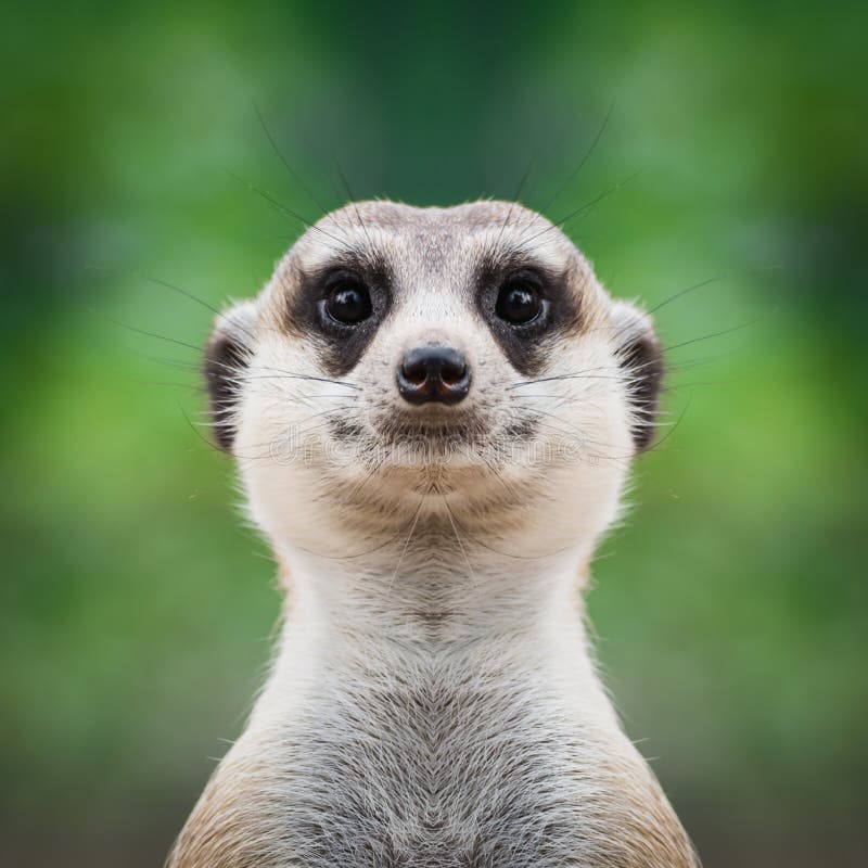 Meerkat face close up