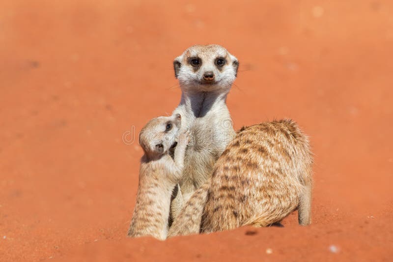 Meerkat family Suricata suricatta, Kalahari desert, Namibia. Meerkat family Suricata suricatta, Kalahari desert, Namibia