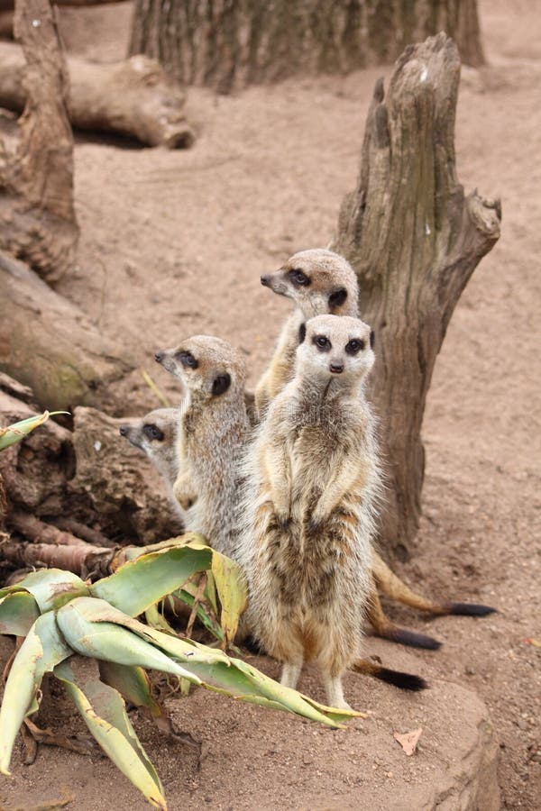 Meerkat-familjen i Melbourne zoo