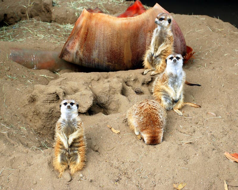 Meerkat family