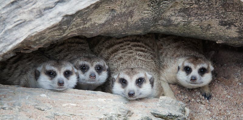 Meerkat Family are sunbathing