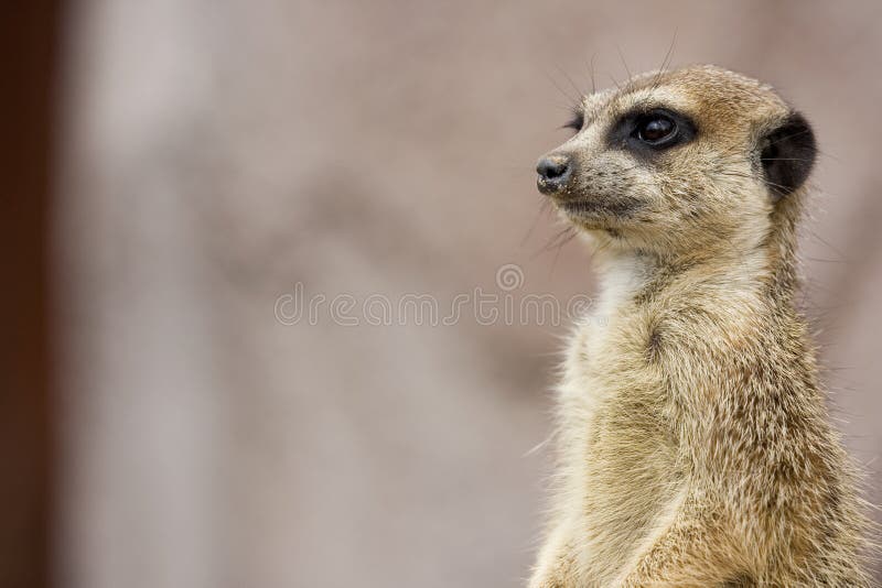 Meerkat on guard