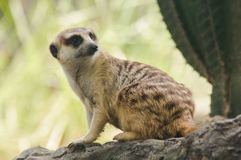 Meerkat Has a Small Body Size. Stock Photo - Image of animals, alert:  149067984
