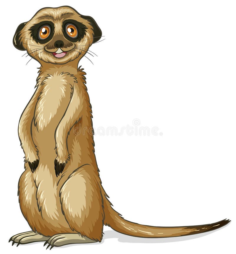 Meerkat Stock Illustrations 2,028 Meerkat Stock Illustrations