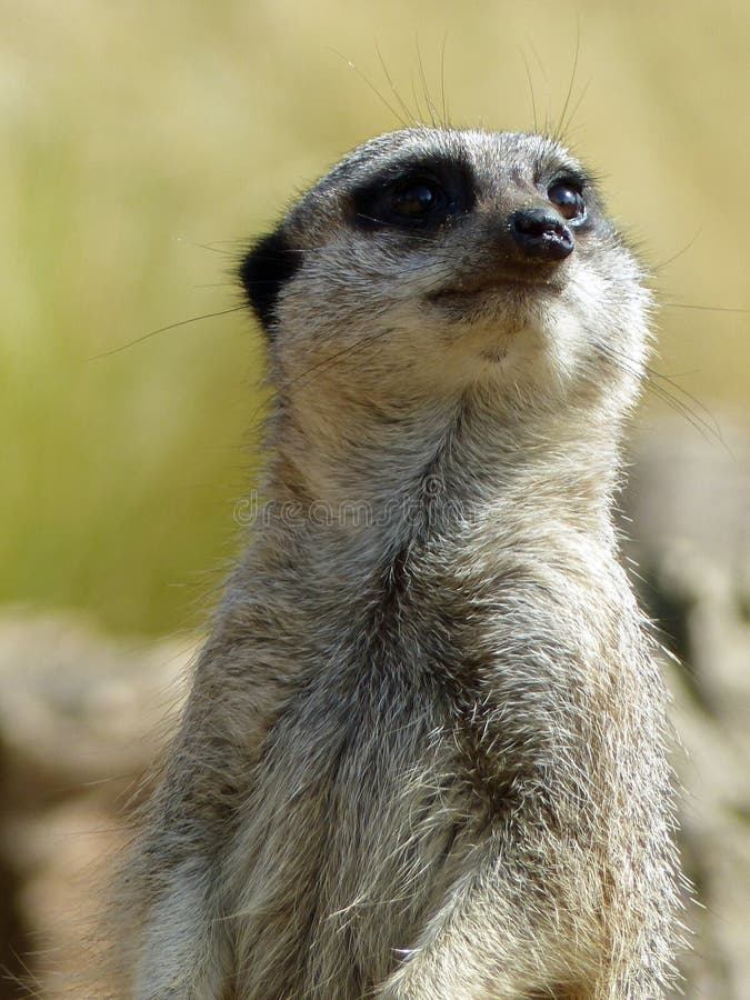 837 Most Popular Animals Stock Photos - Free & Royalty-Free Stock Photos from Dreamstime 837 Most Popular Animals Stock Photos - Free & Royalty-Free Stock Photos from Dreamstime