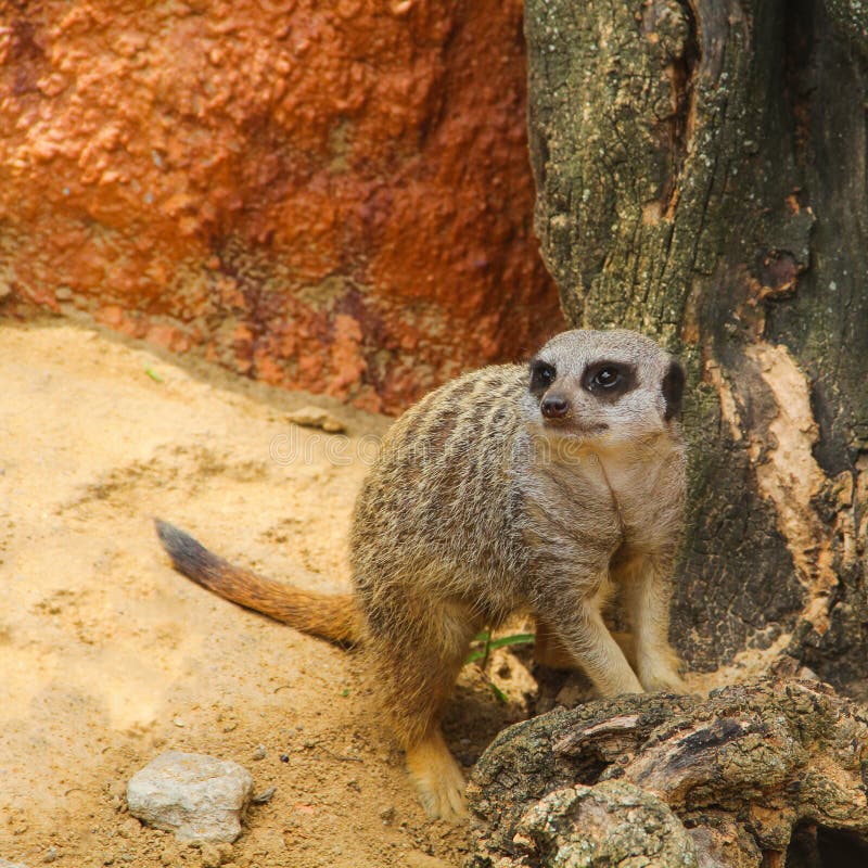 Meerkat, of meerkat lat Suricatasuricatta is species van zoogdieren Meerkat, of meerkat lat Suricatasuricatta is species van zoogdieren