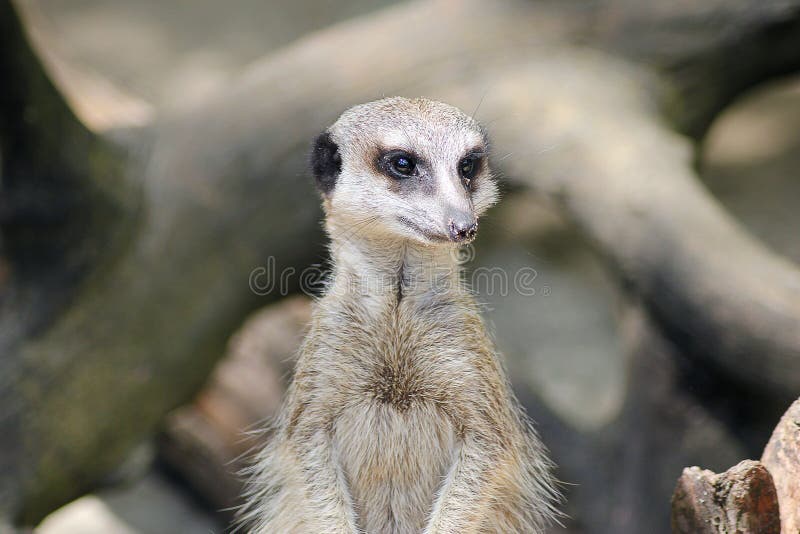 A meerkat looking around