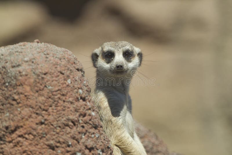 Meerkat looks at camera.