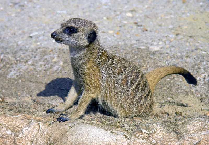 Meerkat mongoose predator mammal dig hole