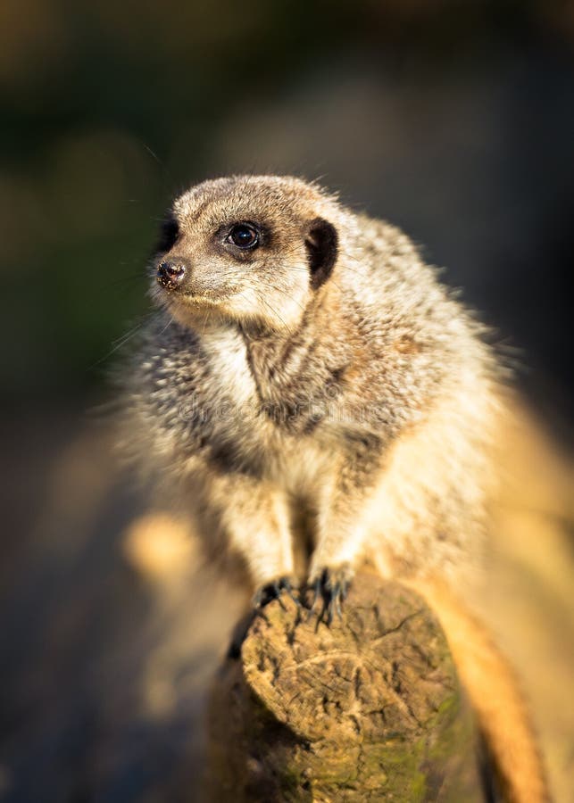 Meerkat op Logboek wordt gebogen dat stock foto Meerkat op Logboek wordt gebogen dat stock foto