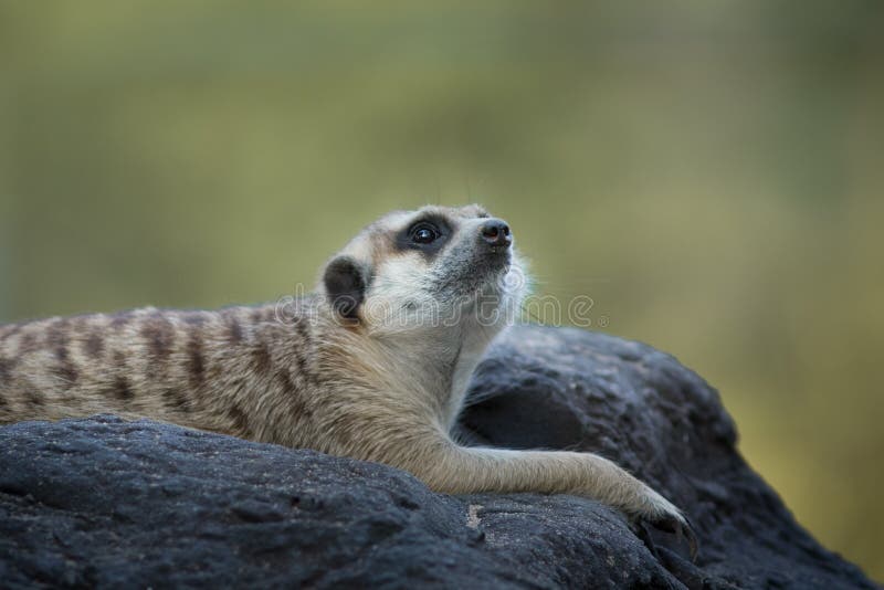 Meerkat foto de stock royalty free