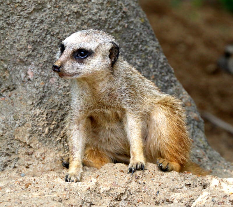 A Meerkat Rest In The Shade