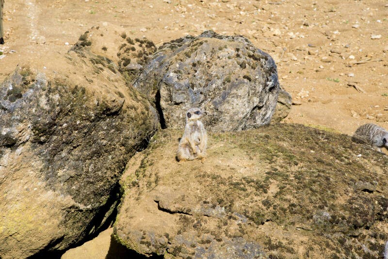 Meerkat se repose et regarde autour images libres de droits Meerkat se repose et regarde autour images libres de droits
