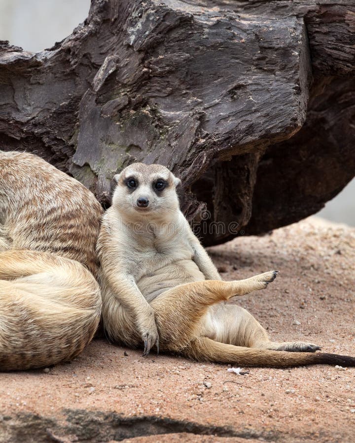Meerkat se repose et regarde autour photos stock Meerkat se repose et regarde autour photos stock