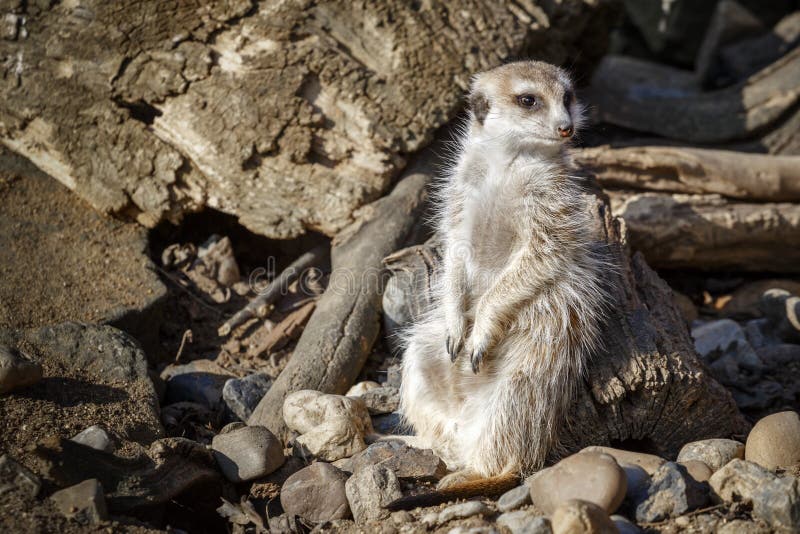 Meerkat senta-se entre as pedras foto de stock royalty free Meerkat senta-se entre as pedras foto de stock royalty free