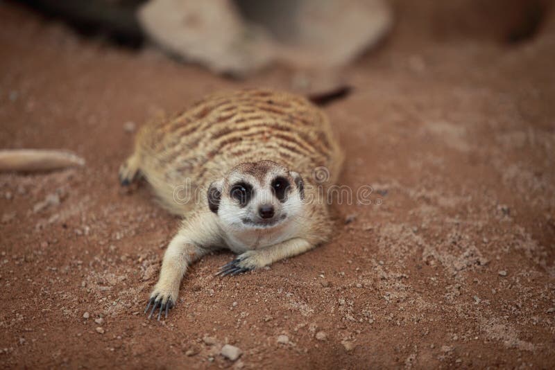 Meerkat