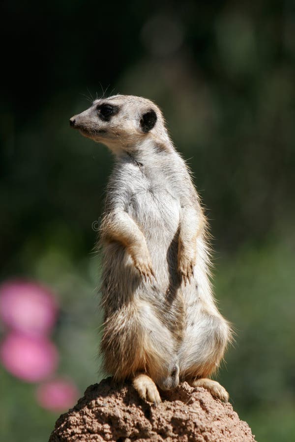 meerkat Snello-munito immagini stock meerkat Snello-munito immagini stock