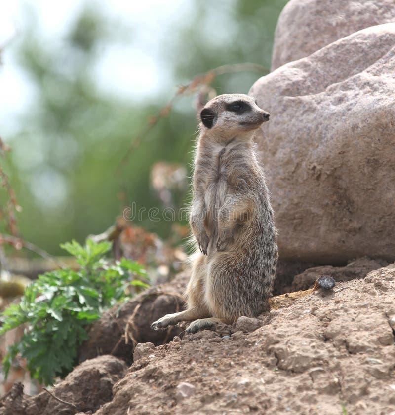 A meerkat on stake out.