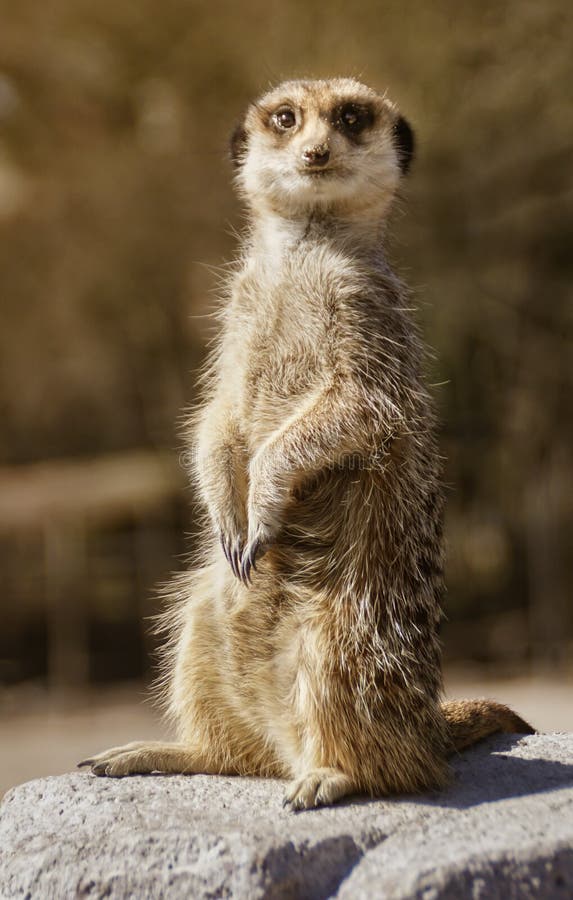 Meerkat standing on rock royalty free stock images Meerkat standing on rock royalty free stock images