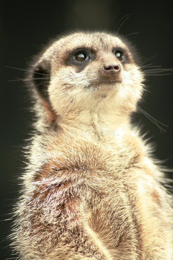 Meerkat staring up