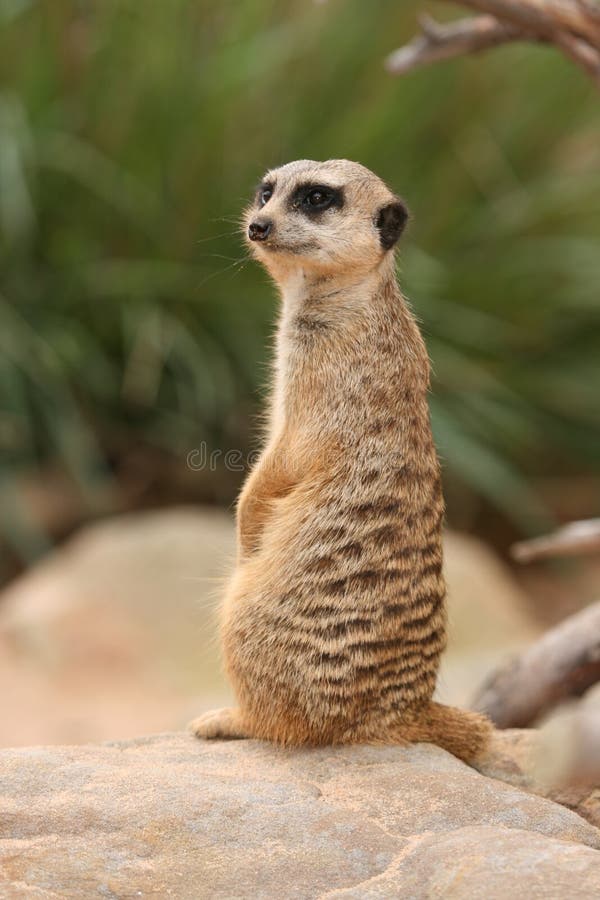 Meerkat Suricata