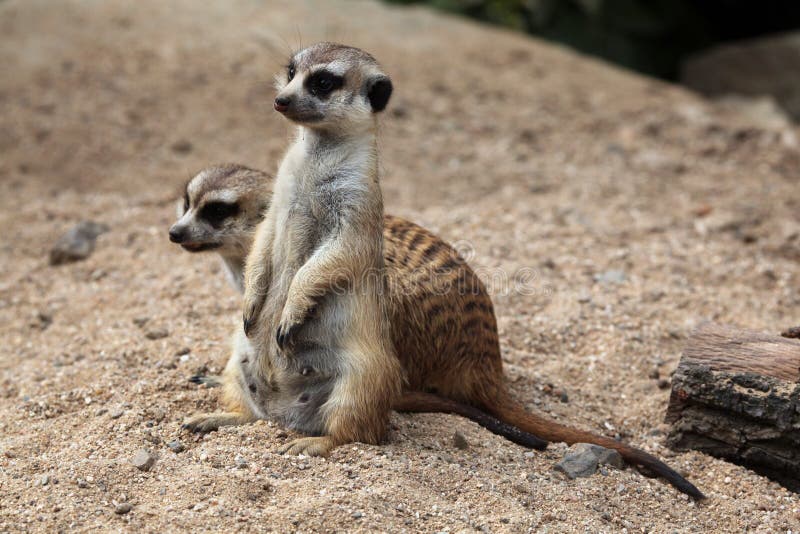 Meerkat (Suricata suricatta), also known as the suricate.