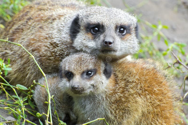 Meerkat (Suricata suricatta) baby