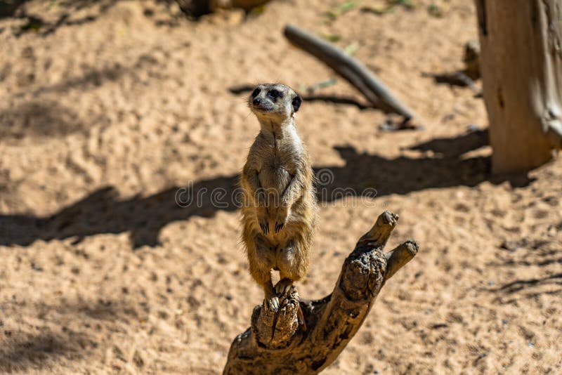 Meerkat Suricata suricatta in Barcelona Zoo