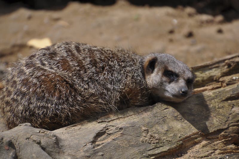 Alert Meerkat (Suricata Suricatta) Standing On Guard Animal. Stock ...