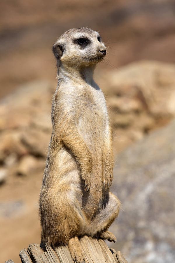 Group Meerkat, Suricata Suricatta, Observing Surroundings Stock Image