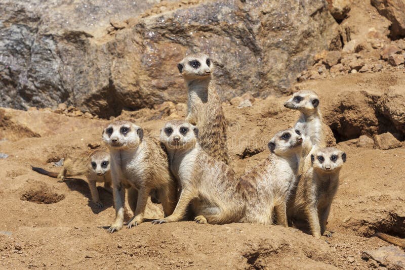 Meerkat - Suricata suricatta - in a group