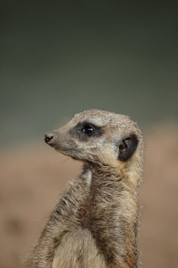 Meerkat (Suricata Suricatta) Shows His Teeth Stock Photo Image of wildlife, teeth 24040790