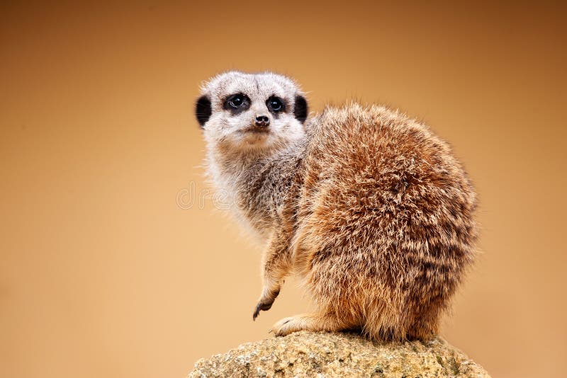 Meerkat or Suricata suricatta