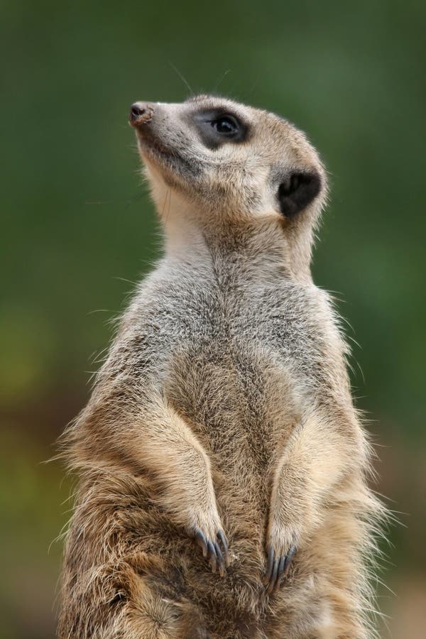 Meerkat suricate