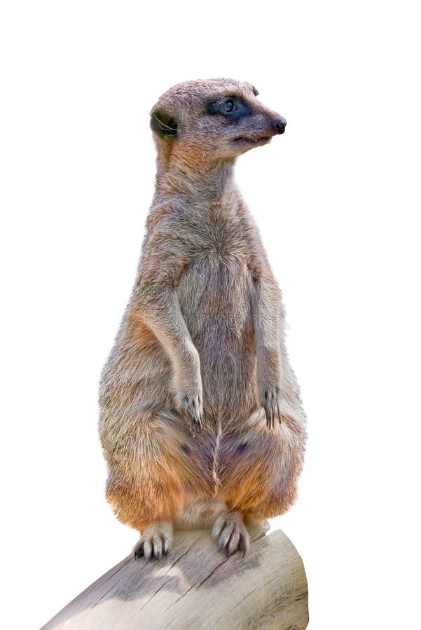 Meerkat (suricate ) close-up