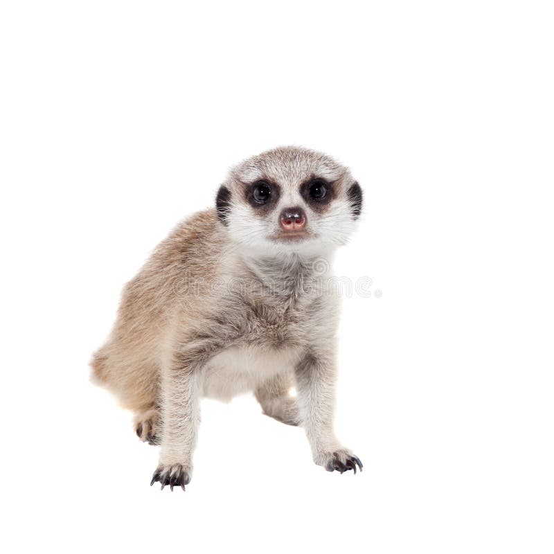 The meerkat or suricate cub, 2 month old, on white