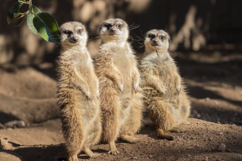 Meerkat,suricate family.