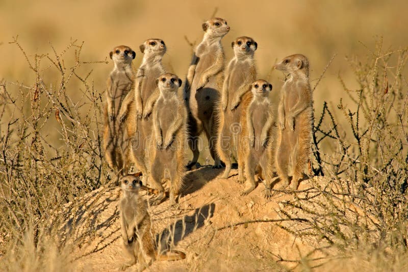 Meerkat or suricate (Suricata suricatta) family, Kalahari, South Africa. Meerkat or suricate (Suricata suricatta) family, Kalahari, South Africa