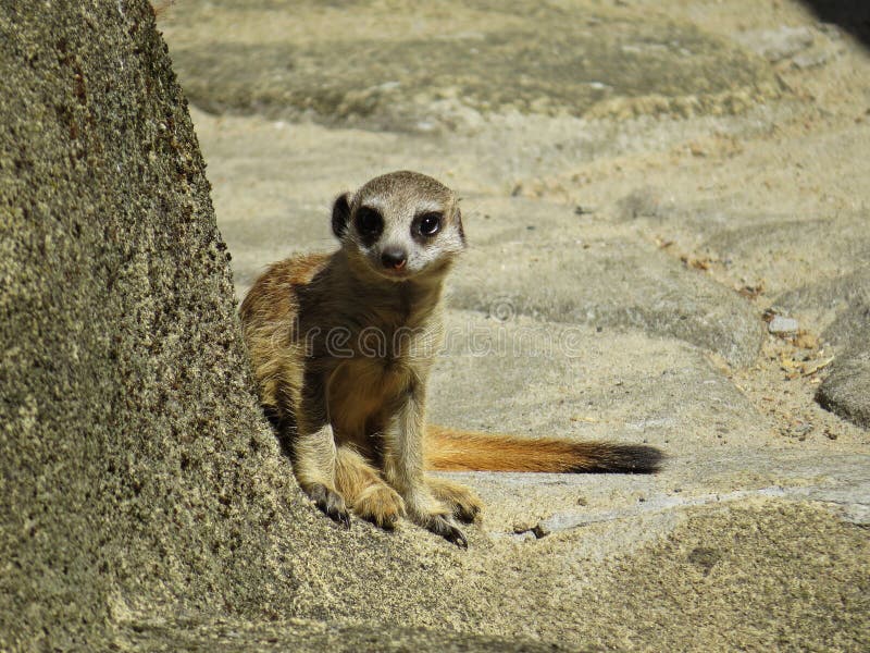 Meerkat Suricate Mongoose Animal Standing and Looking Out for Alert Stock  Image - Image of animals, isolated: 121040525