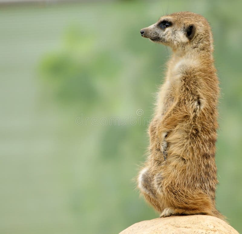 Meerkat or suricate (Suricata, suricatta)