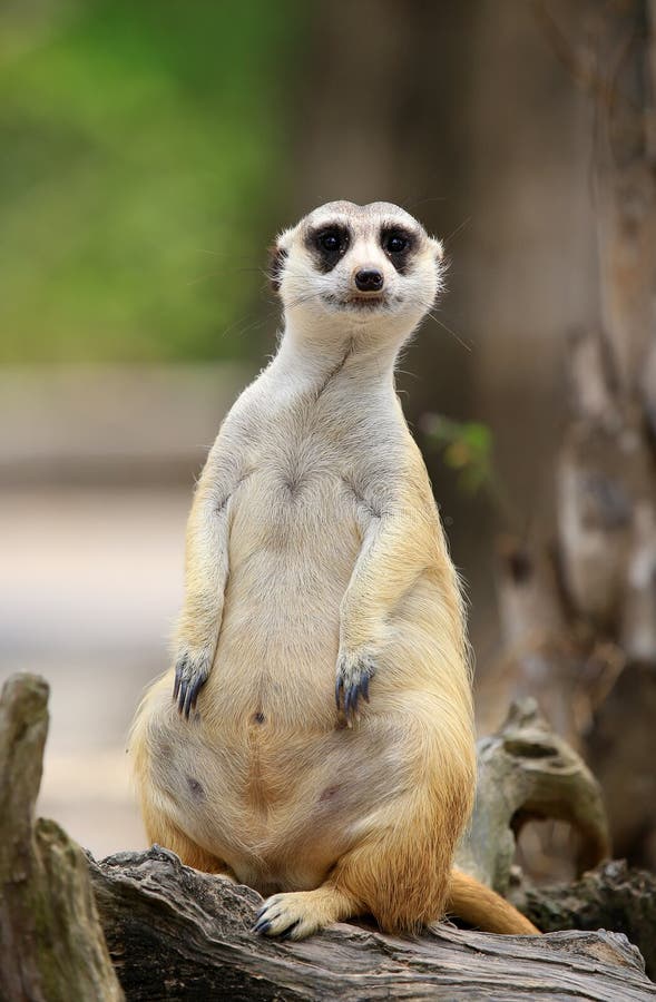 Meerkat or Suricate, Suricata suricatta